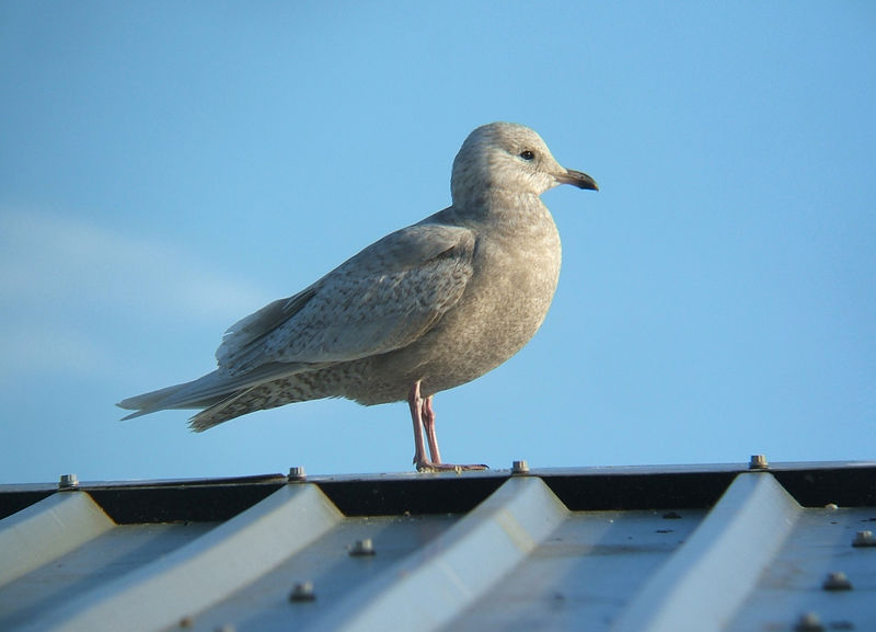 Soubor:Larus glaucoides.jpg