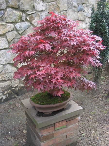 Soubor:Acer palmatum-Bonsai.jpg