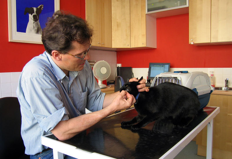 Soubor:Veterinary Surgeon.jpg