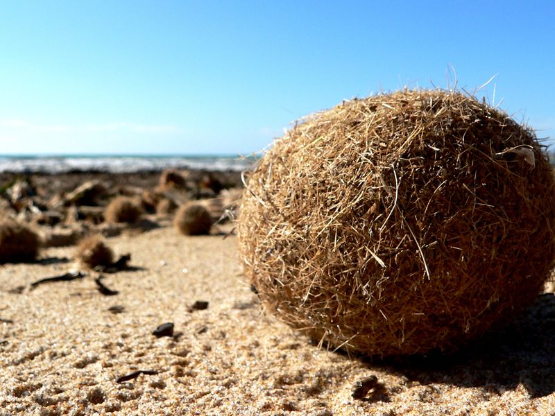 Soubor:Posidonia oceanica spheroid.jpg