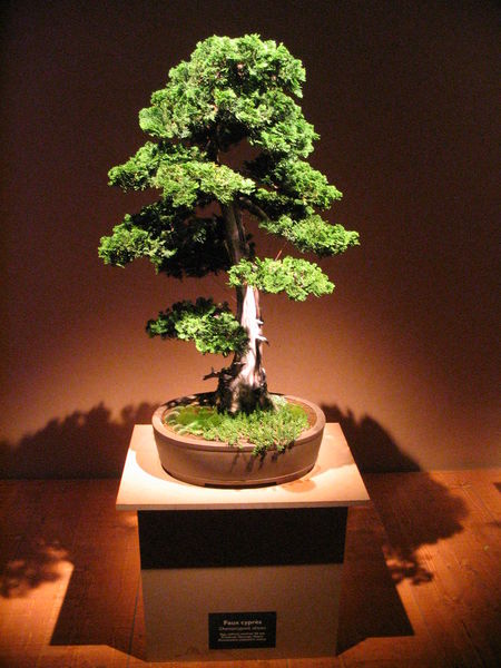 Soubor:Bonsai IMG 6404.jpg