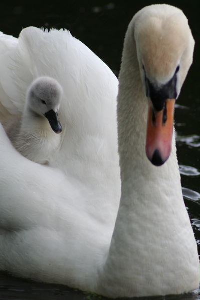 Soubor:Photojenni - Aboard the swan ferry (by).jpg